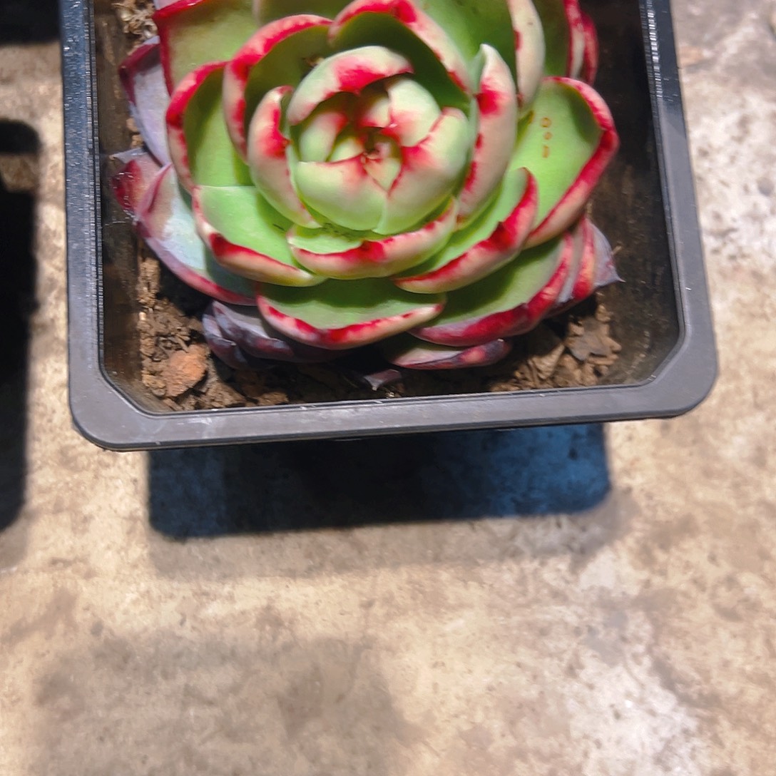 霞***惊红多肉345678900096543