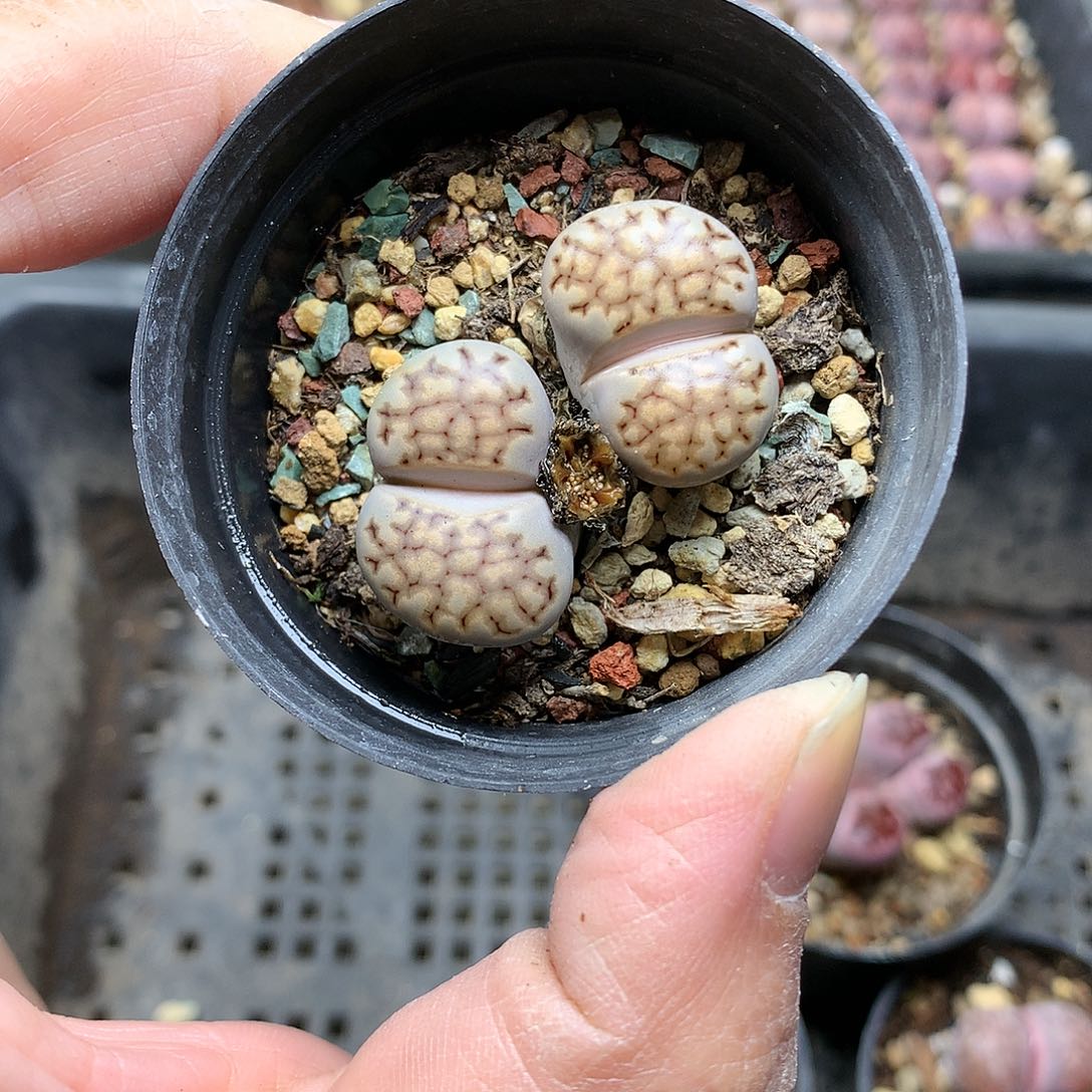 D100多肉植物保护