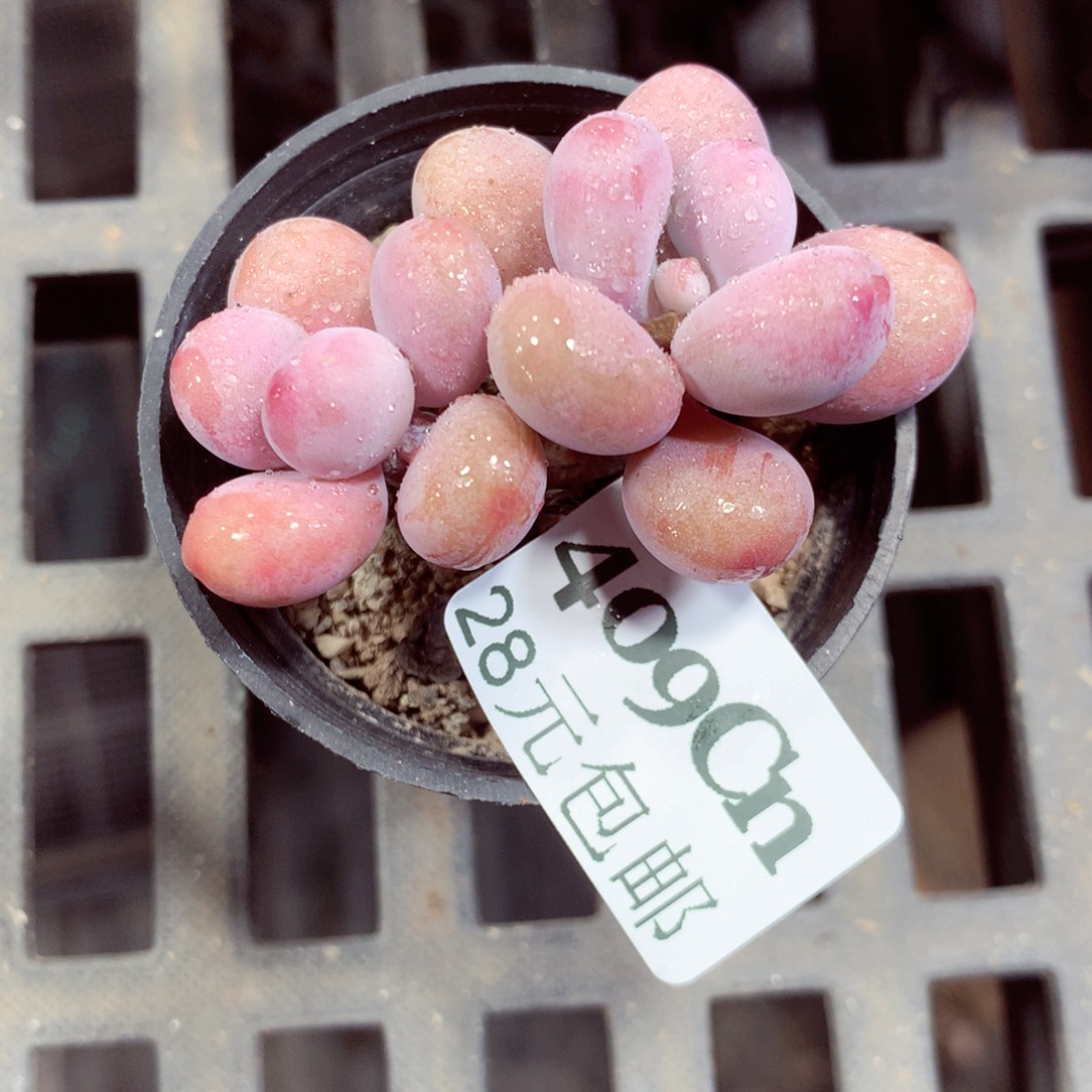 5厘米盆精控多肉409