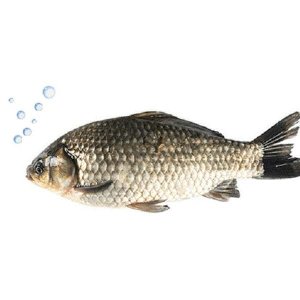 【现称】鲜活鲫鱼一条（可宰杀处理）