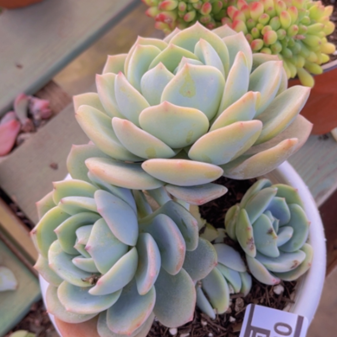 【闪购商品】凤橙17230