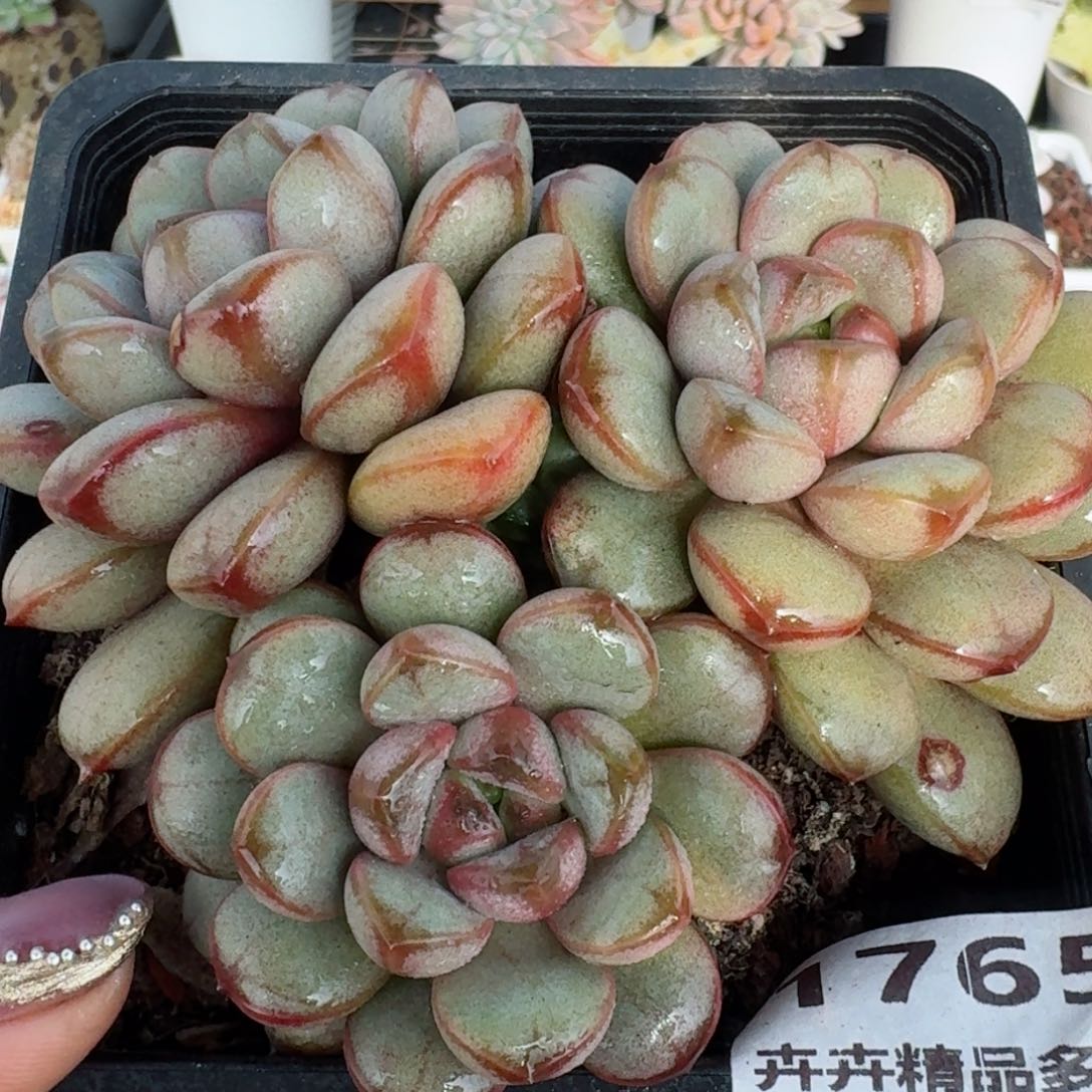 1765一物一拍（满28包邮）