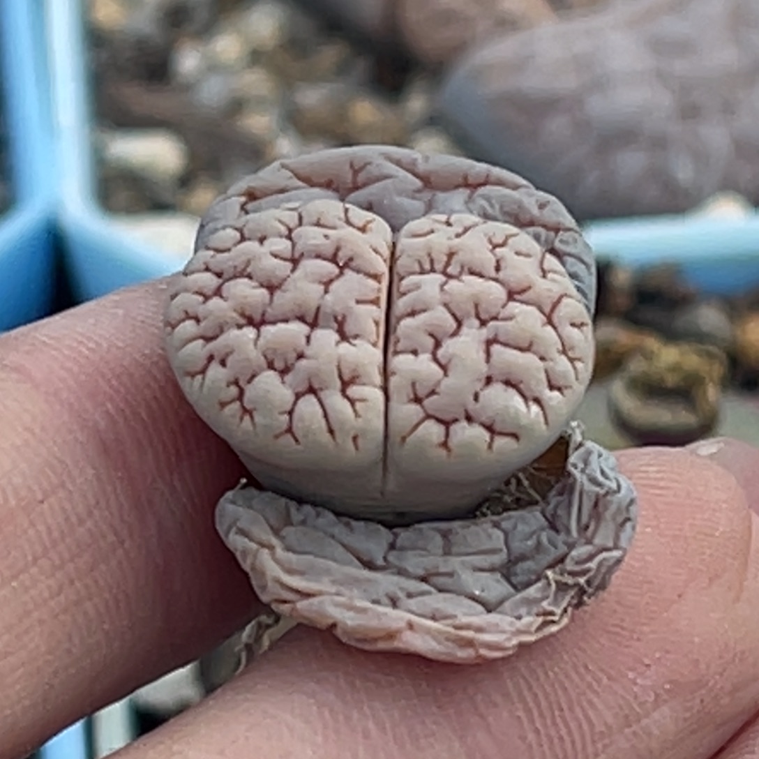 8569白底红纹蛙哥189一颗