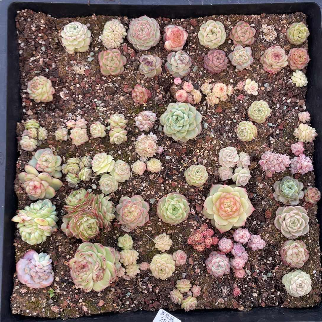 梧***叶286。定。                