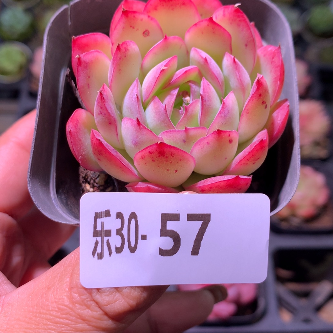 乐然30-57 草莓冰 