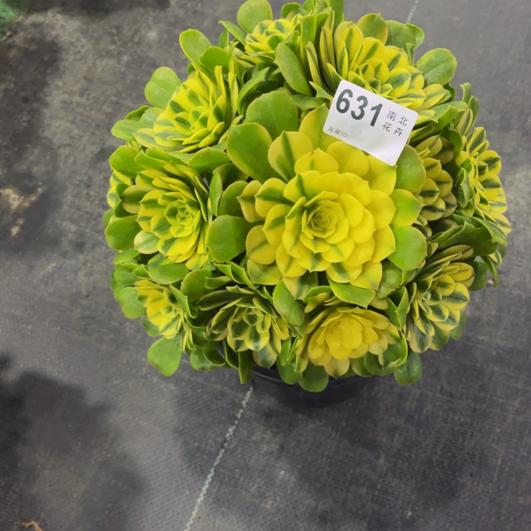 多肉辛尼亚000000631