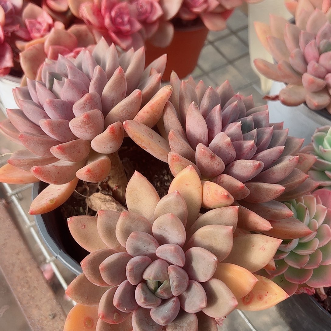 红象牙多头群生精品特价