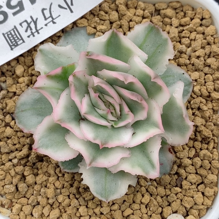 在****发459紫蝴蝶锦 小方花圃一物一拍