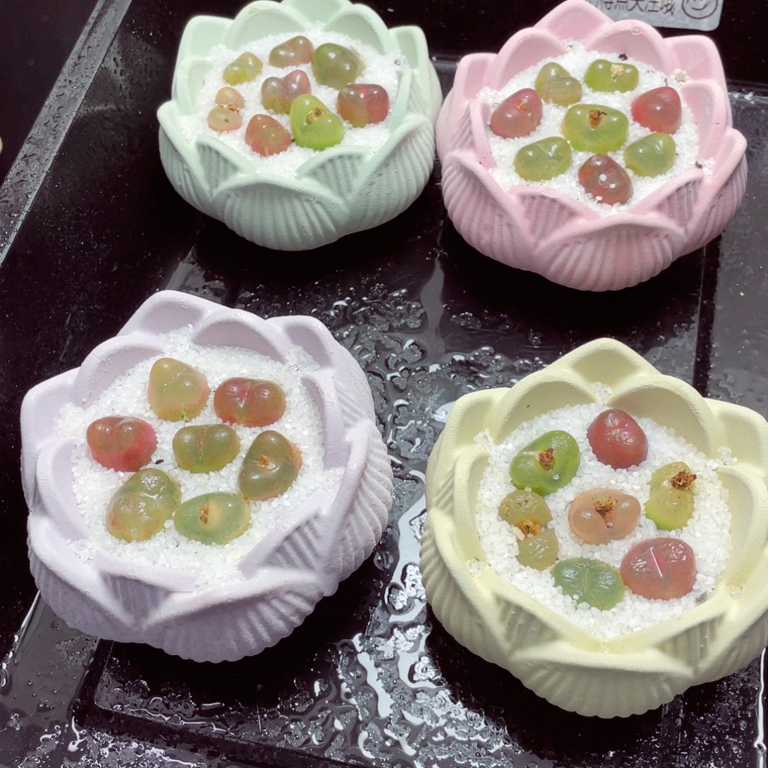 w33333-莲花盆速干毛毛，一份一盆量拍