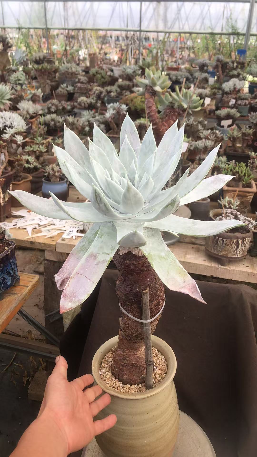 多肉植物美丽风景线 一枝独秀 仙气飘飘