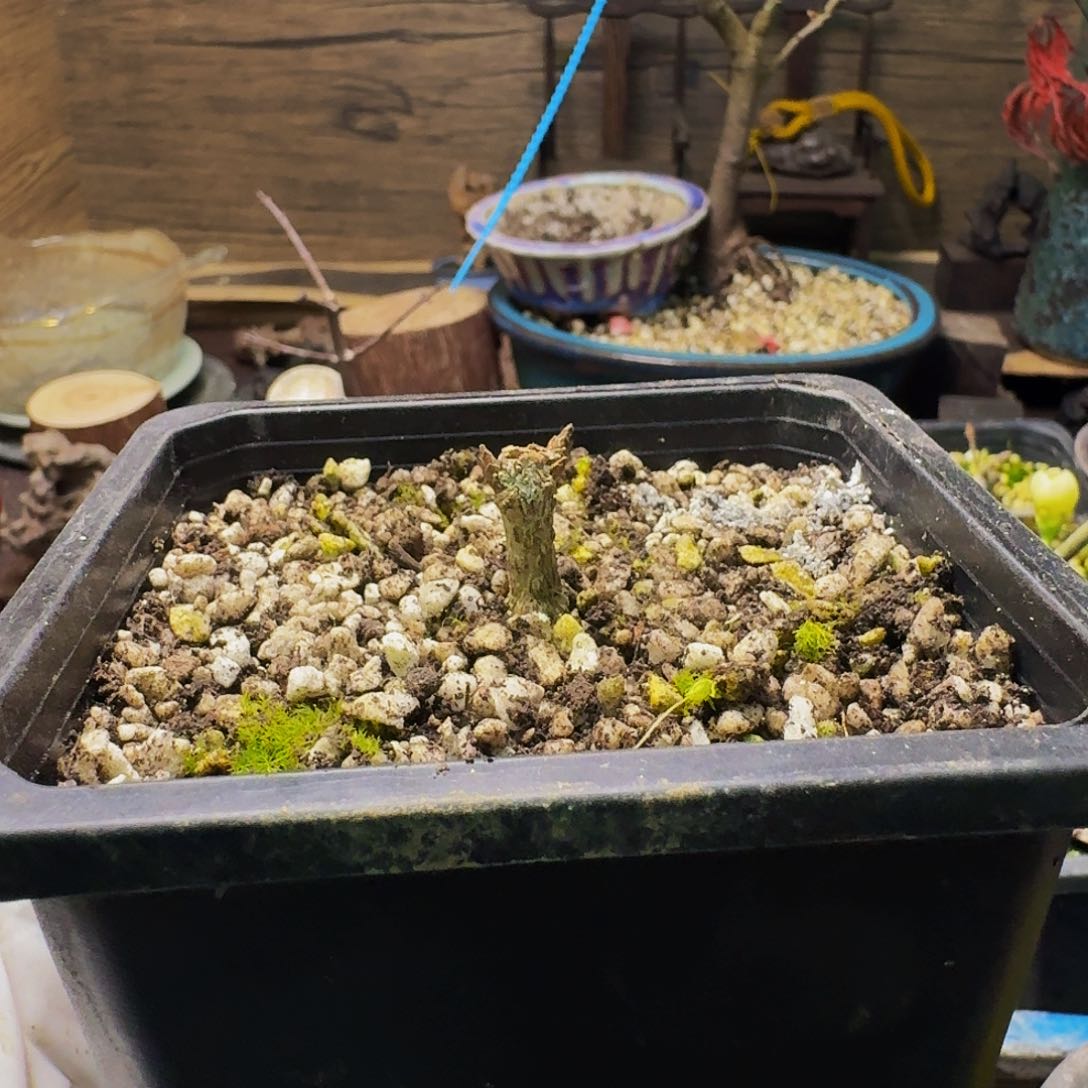 日本原生枫树圆叶宫样枫八方根