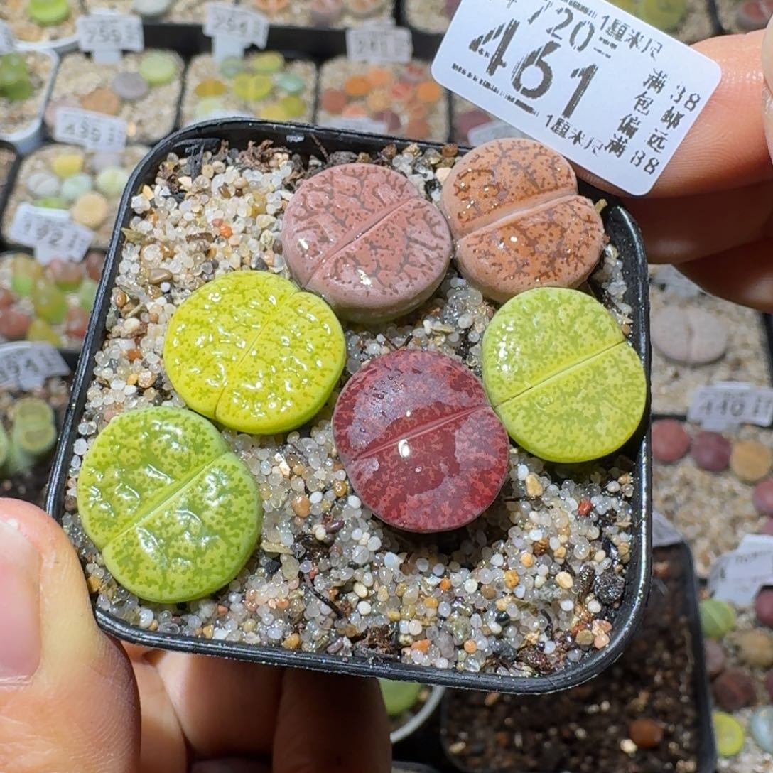 五***拟Sss清仓便宜出461