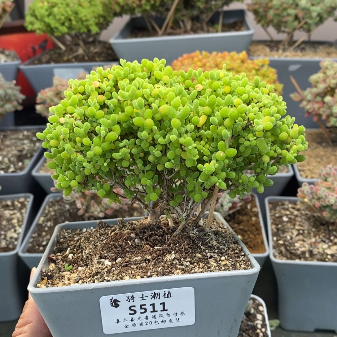 511蜜橘糖球枝干