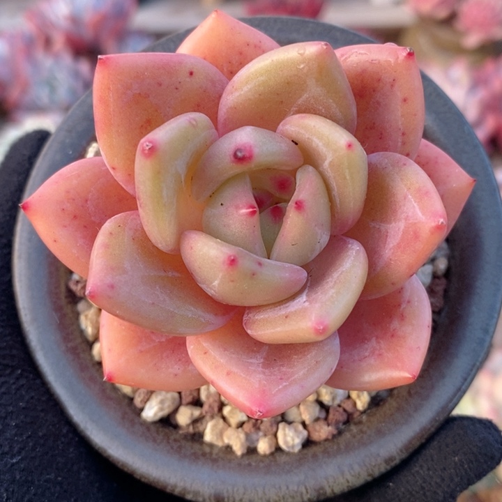 白夜香槟 韩货精品