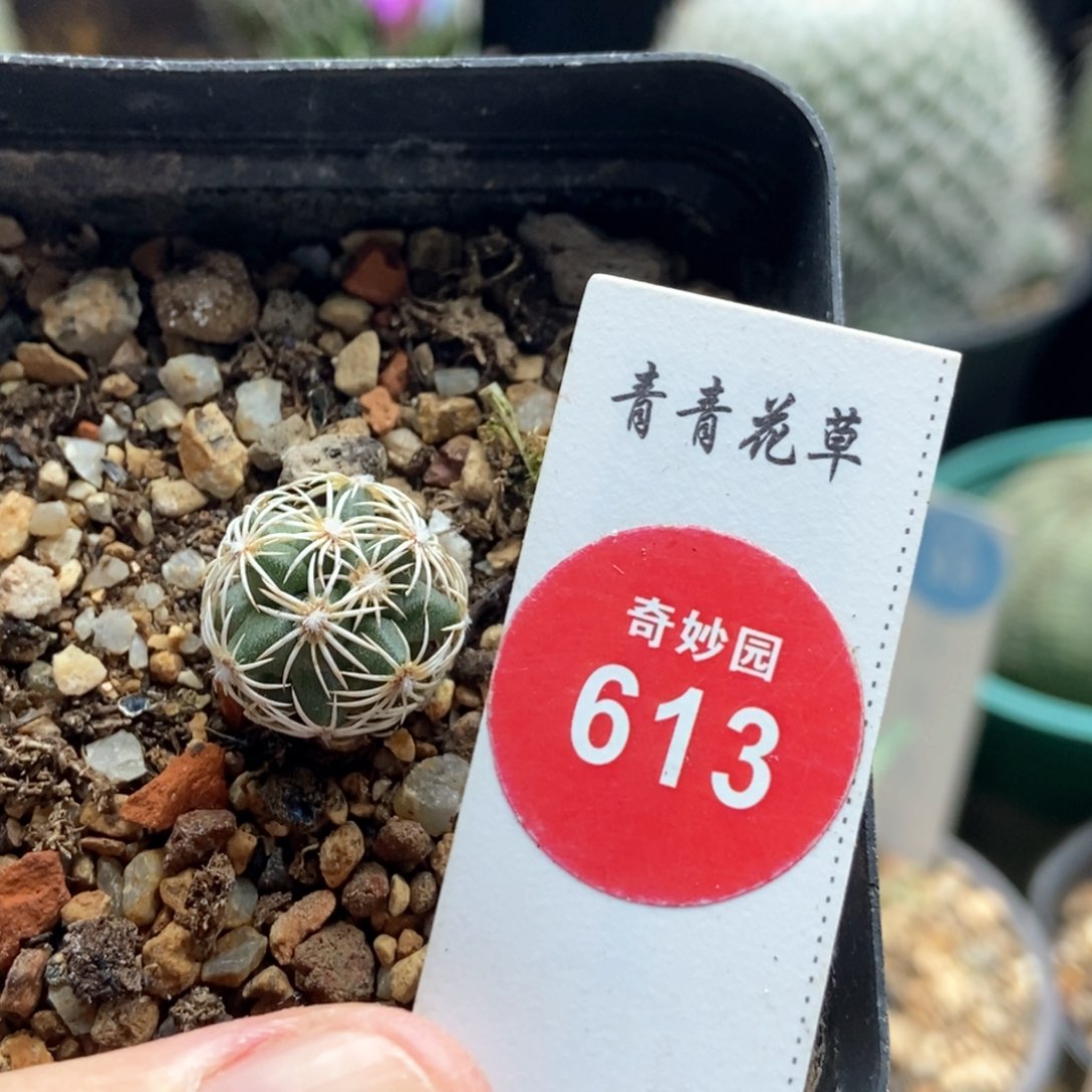 实生红廉玉1.6cm