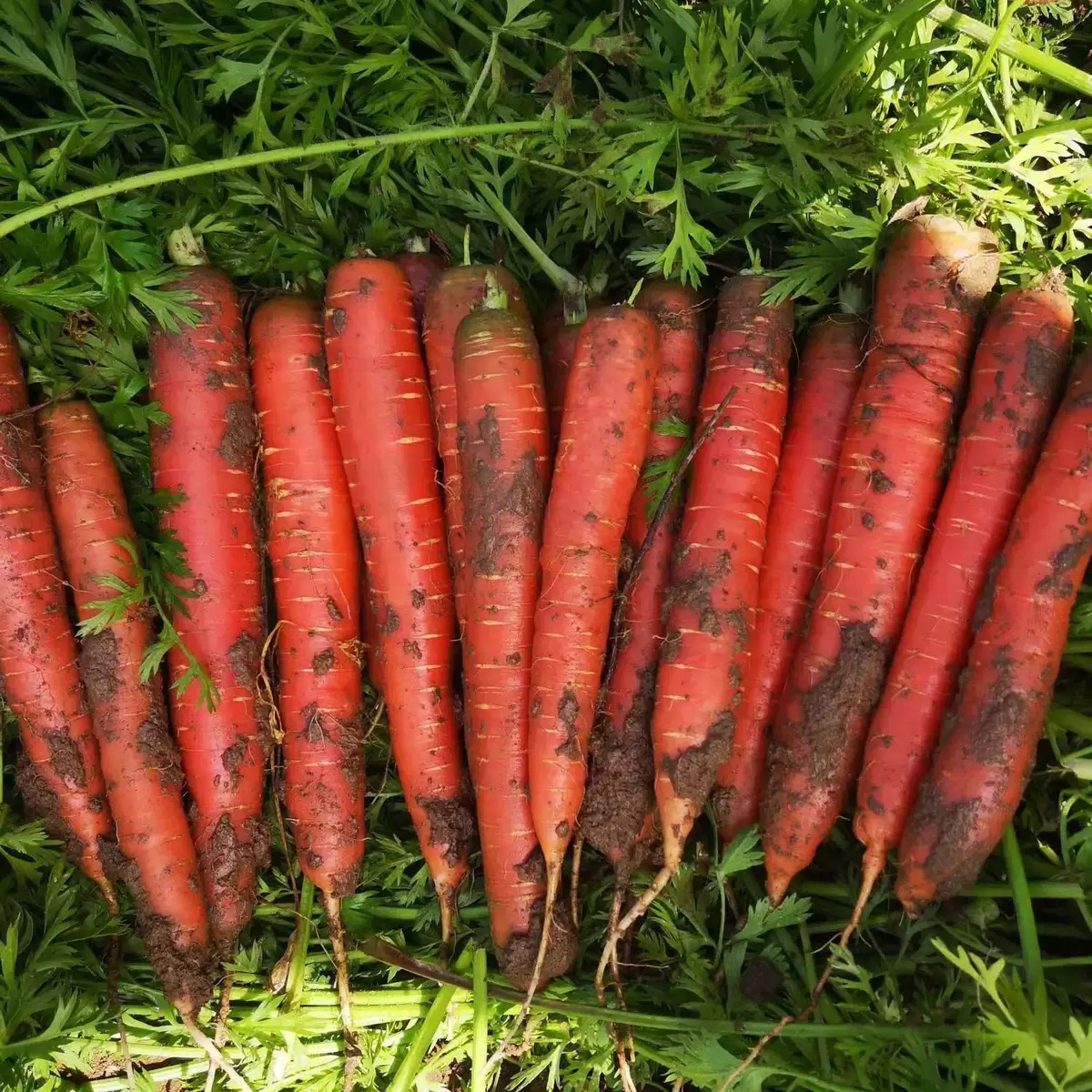 陕西沙地水果红萝卜新鲜脆甜带土现挖现发农家蔬菜生吃脆嫩甜