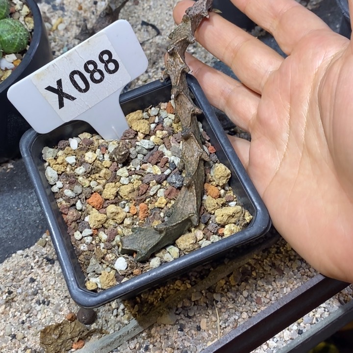 4*福利武蜡泉一颗如图！！！！