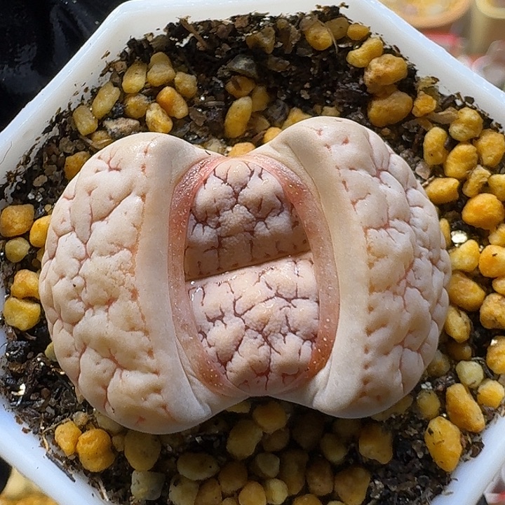 生石花3:：。在。  52号