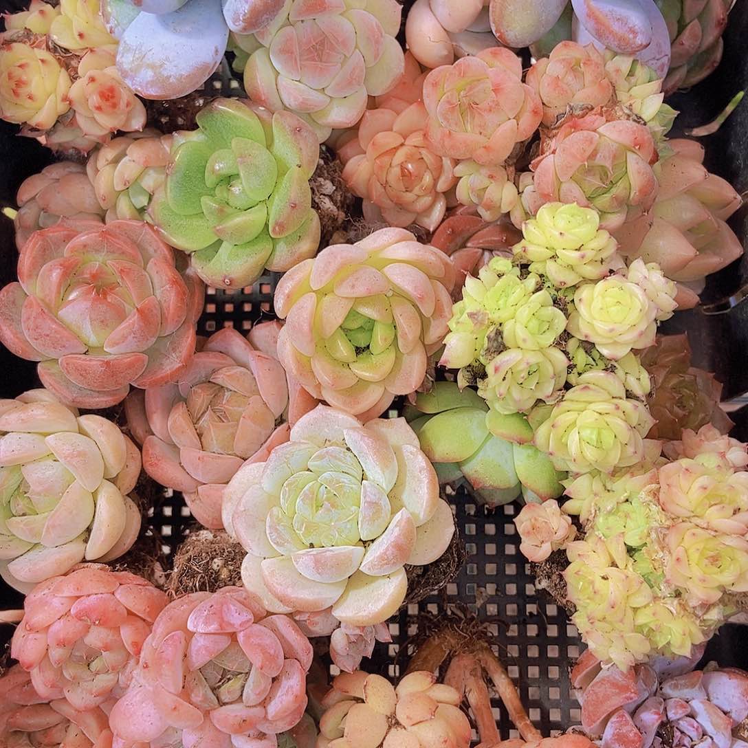 0000001量拍保底20颗
