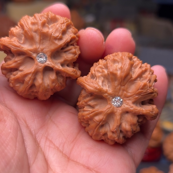 核桃38苹果园狮子头