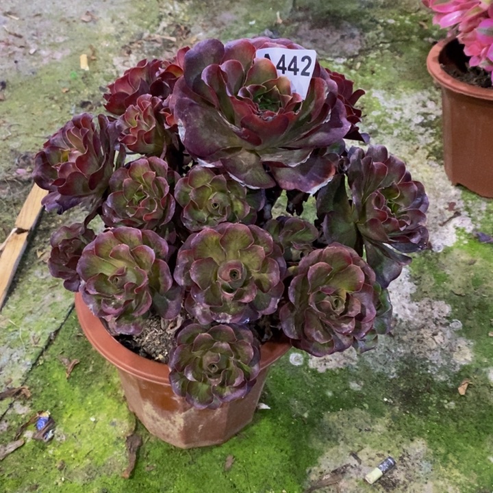 魅金玫瑰多肉442