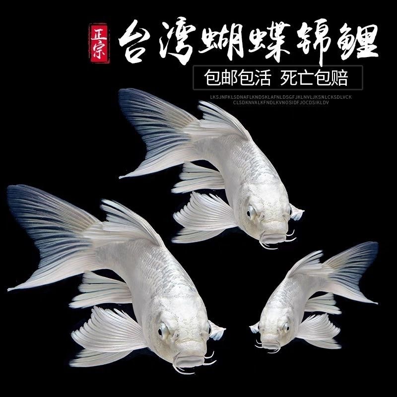 普身白贵妃蝴蝶鲤长鳍长尾好养好活冷水观赏鱼新奇宠物