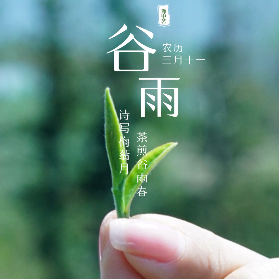 豫中茗2025信阳毛尖谷雨小芽香浓回甘生津