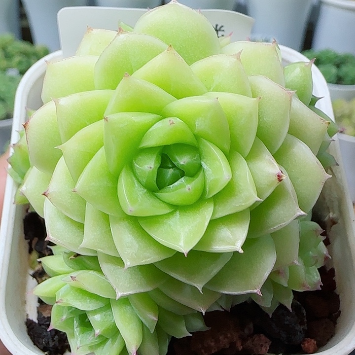 【闪购商品】0529-121麦杆