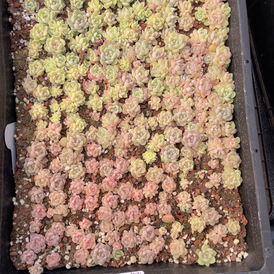 云糖心多肉植物554
