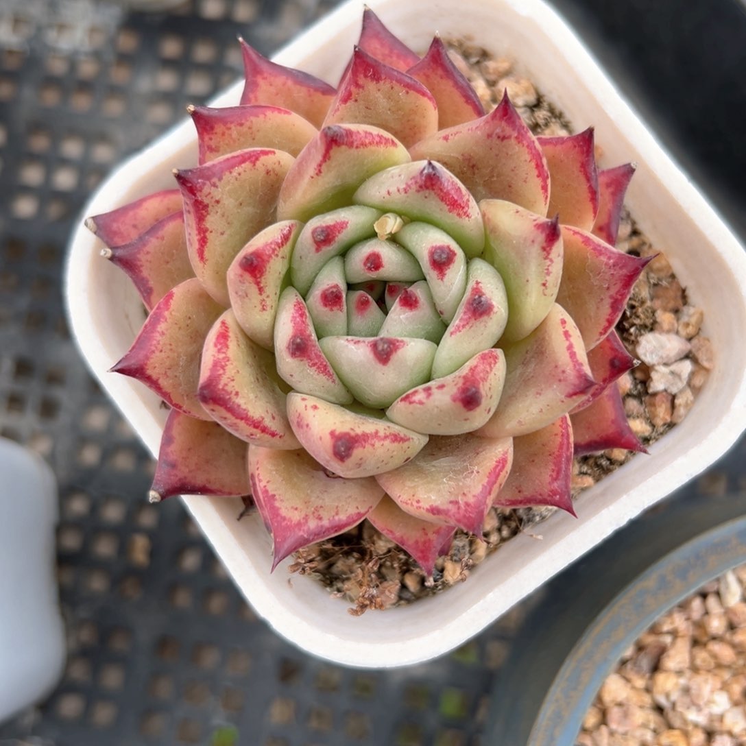 红钻东云（满38包邮）多肉