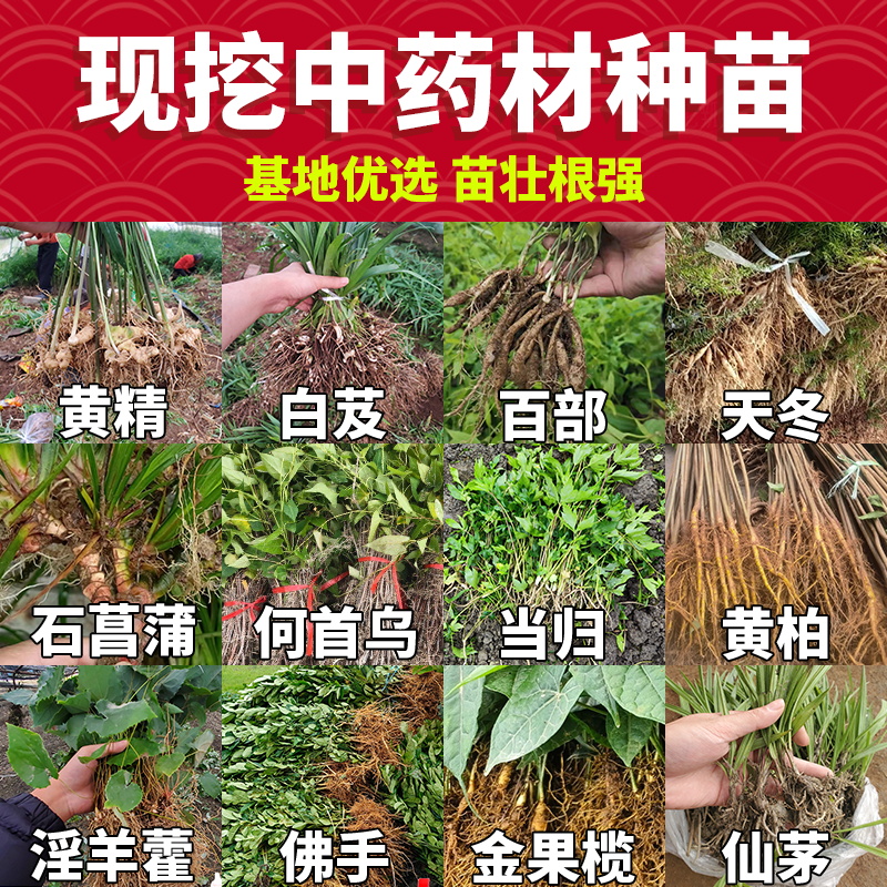 药材种苗大全中草药种苗大全天冬黄精白芨百部石菖蒲基地现挖现发