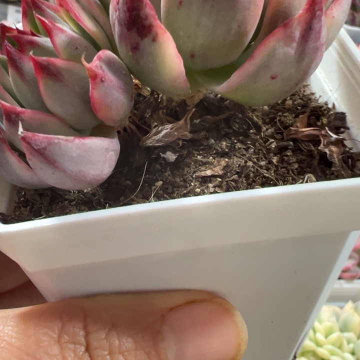 桃花锦多肉植物老桩229