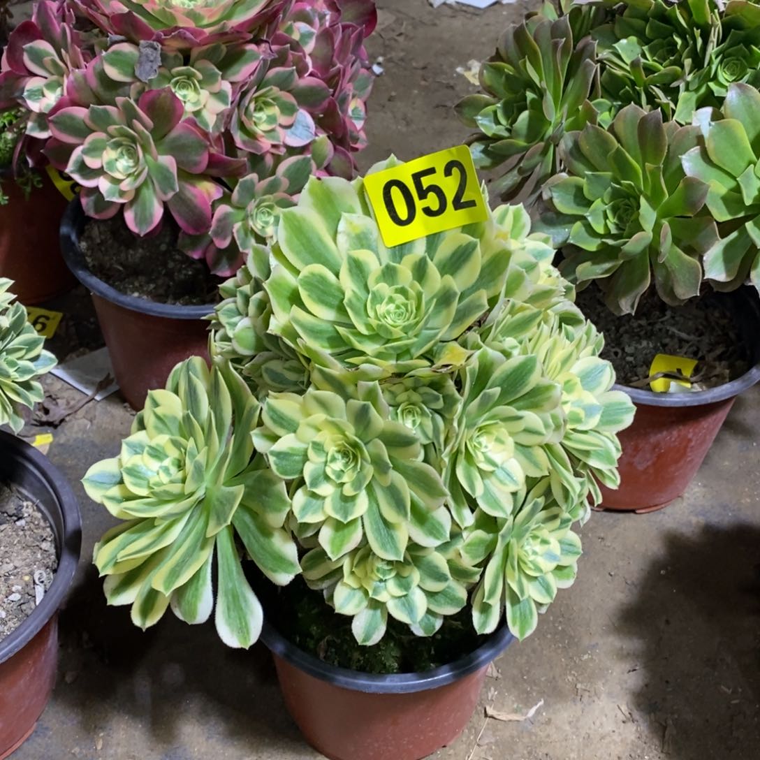 迈巴赫多肉法师052