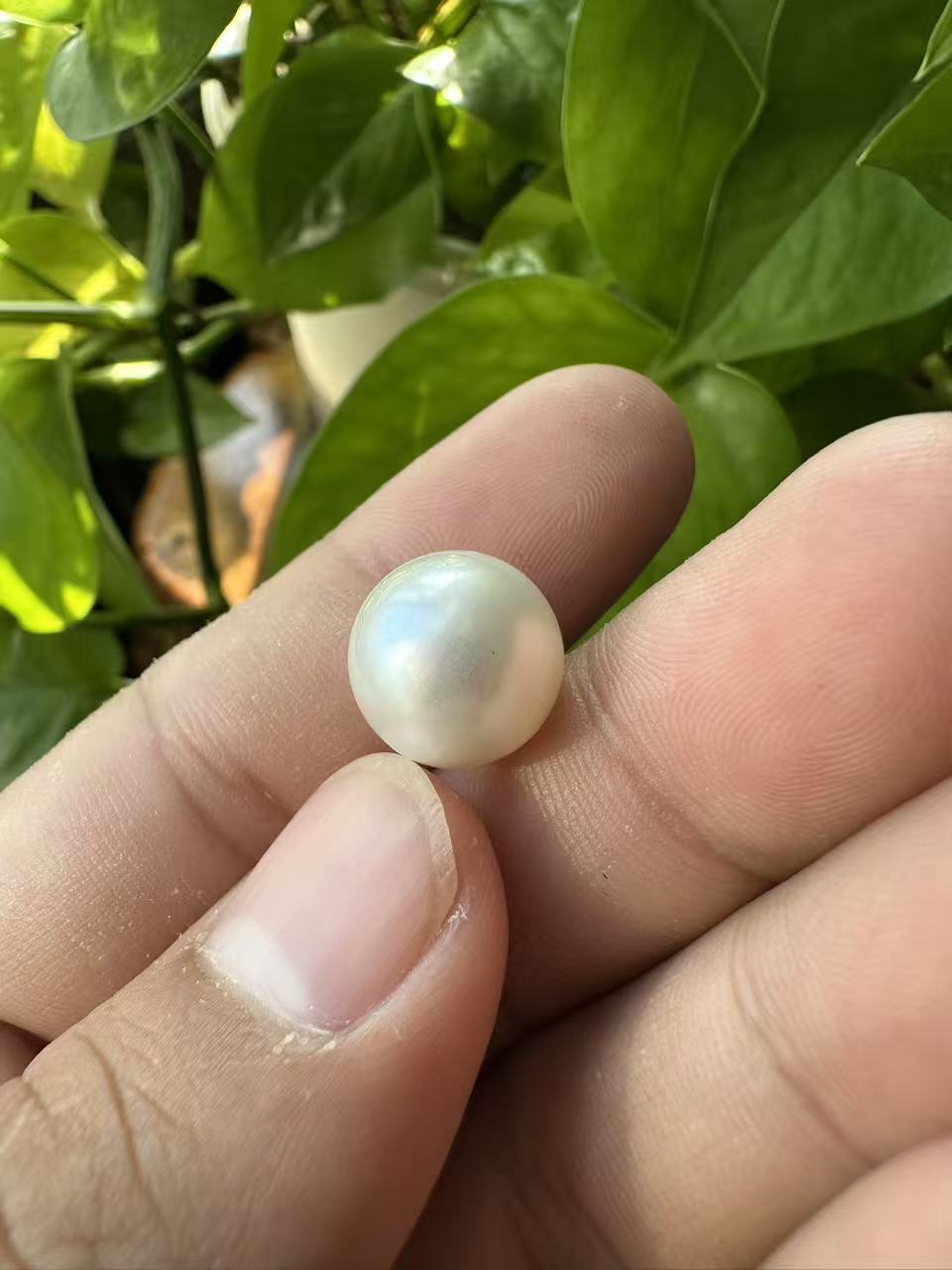 澳白珍珠海水珍珠