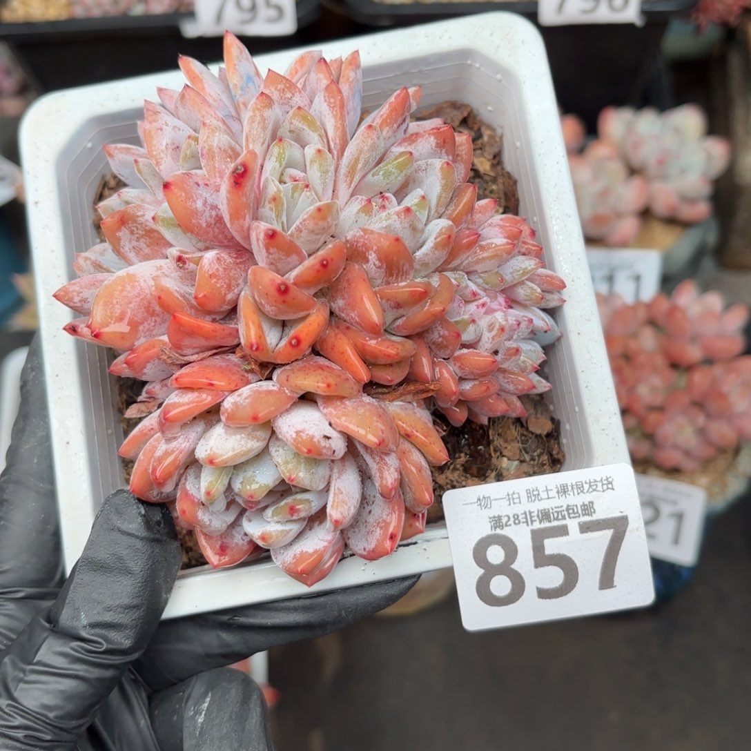 橙梦露缀化无盆土发货