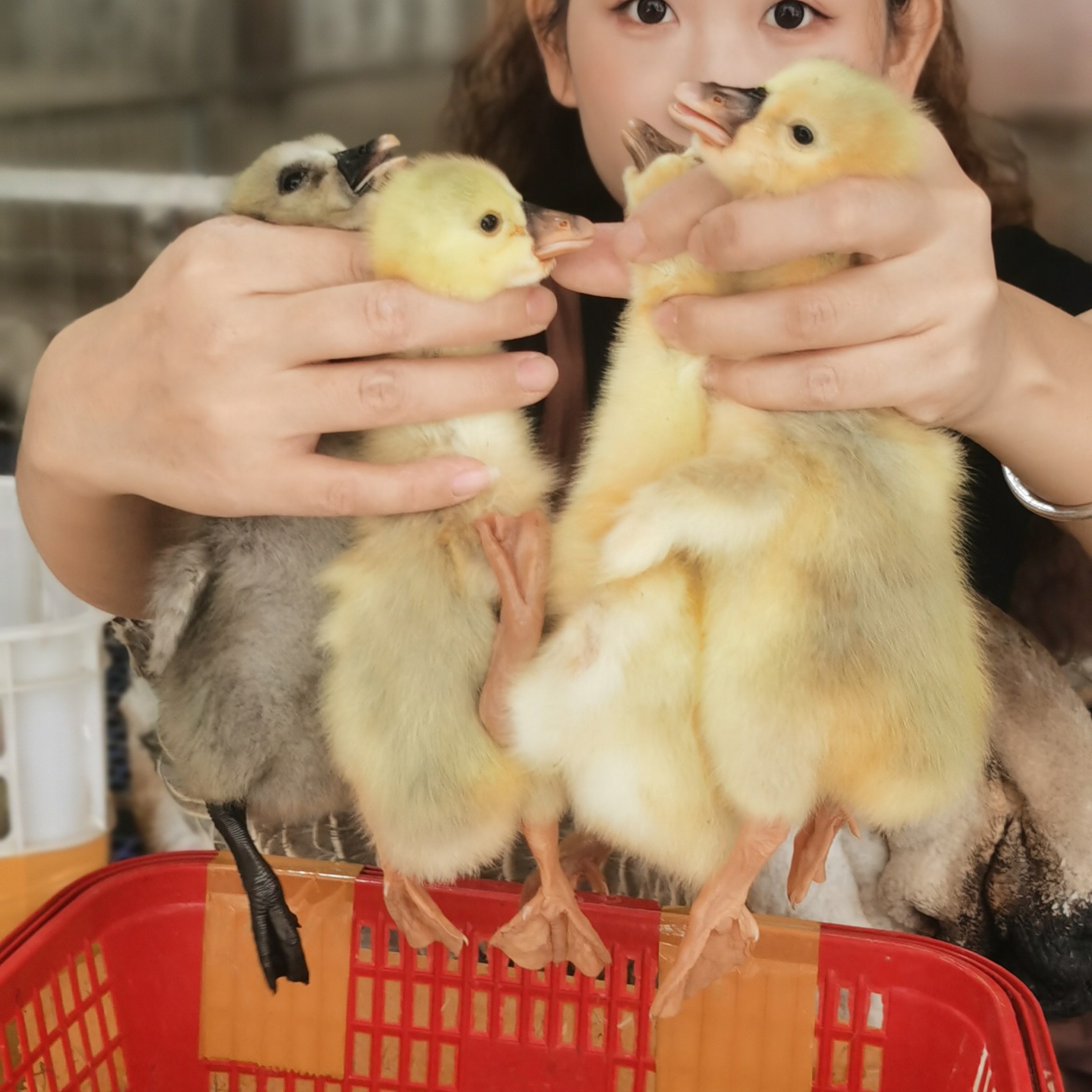 【主播福利】尚鲜出壳苗6只装宠物鸭鹅活体包活到家