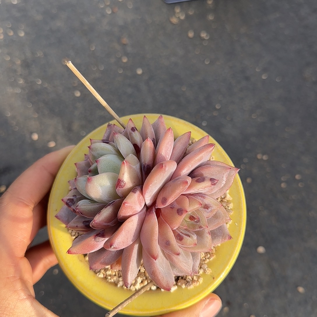 不带盆土多肉发货