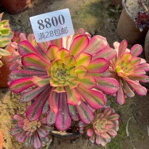 红颜多肉多肉8800