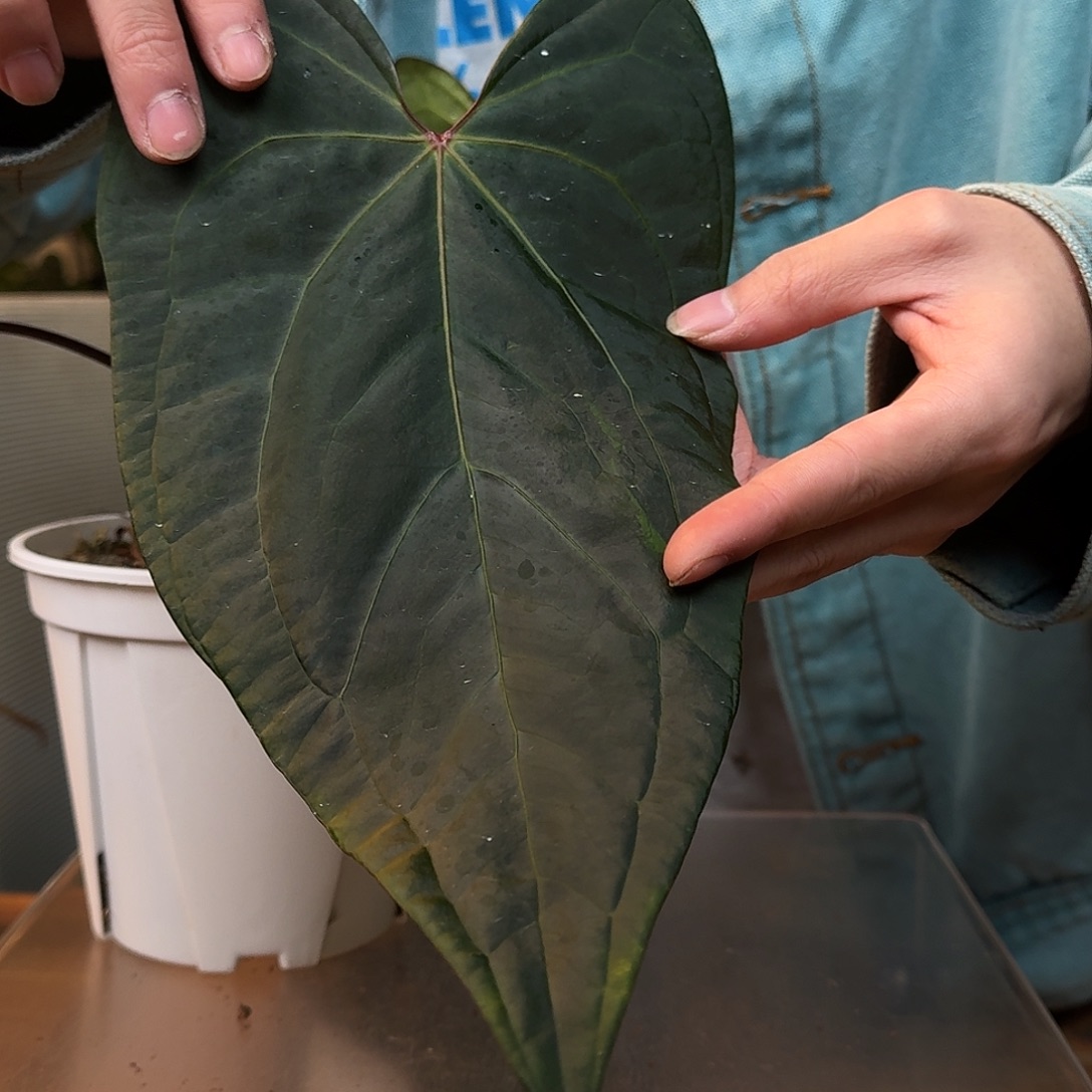 完全开放J88fs杂波特