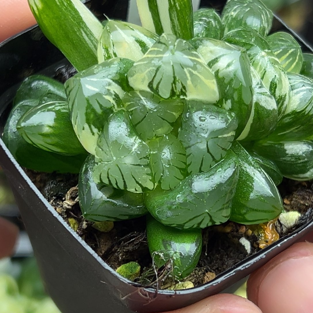 2残雪玉露锦一物一拍