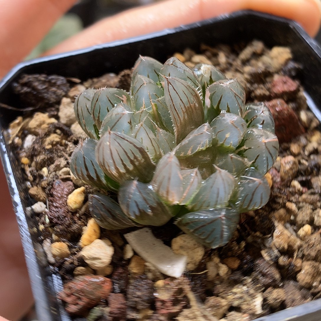 霓虹灯玉露锦带盆土发货