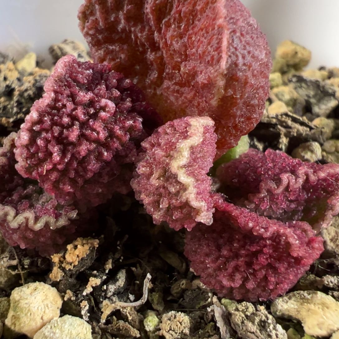 实生新品多肉植物水泡多肉植物