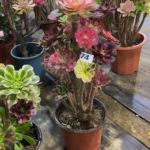 法师嫁接的时候就会有74