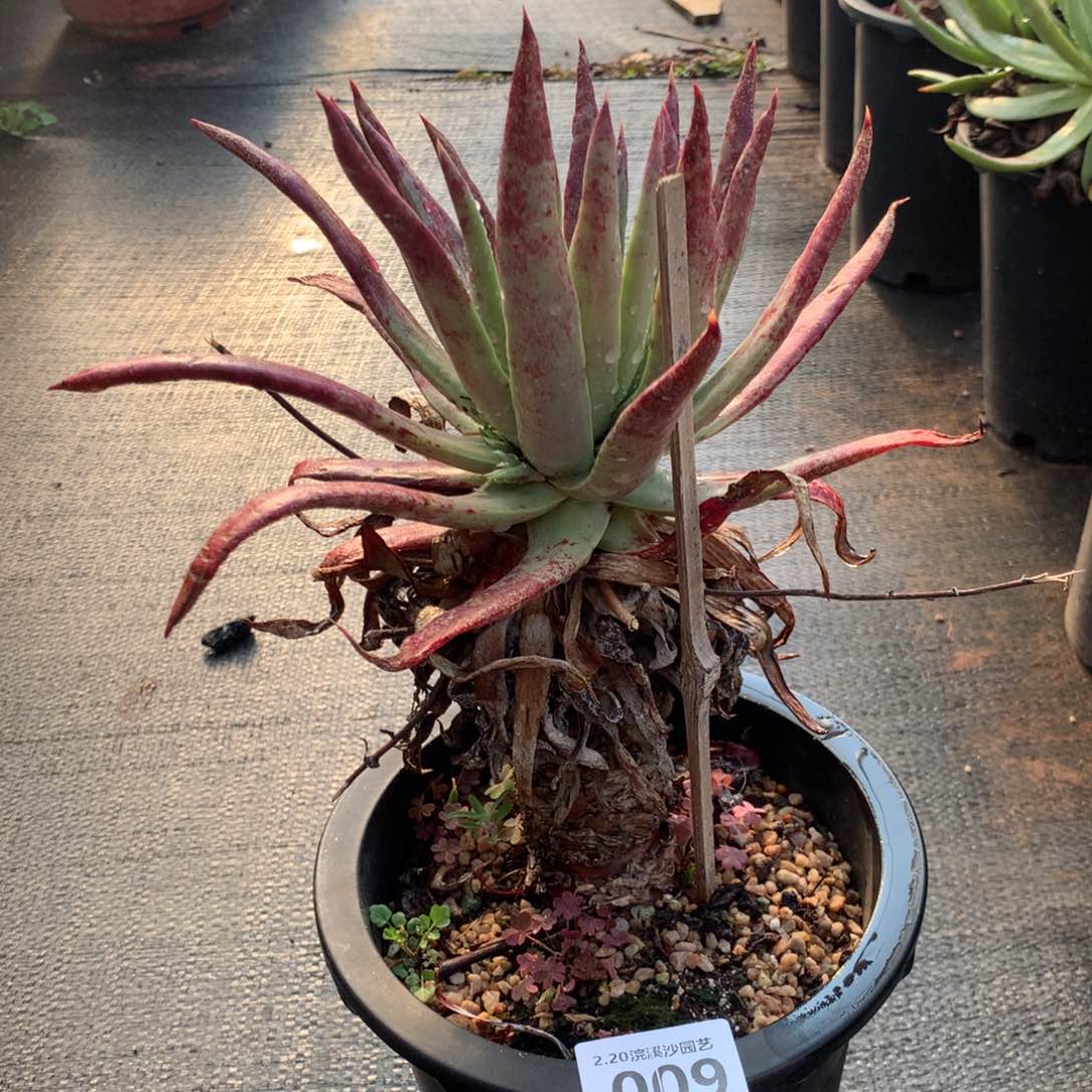 伊静思009多肉植物