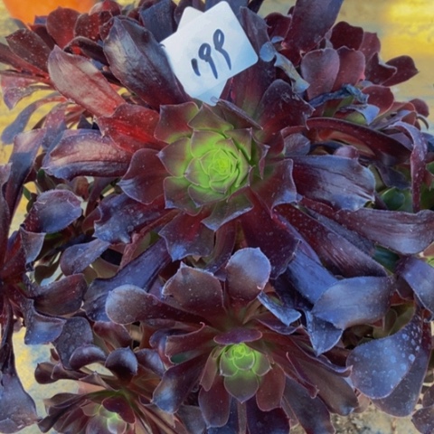 瓯紫多肉植物一物一拍199多肉