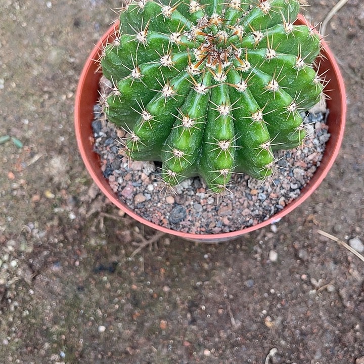 丸***满实生彩草带盆土发货