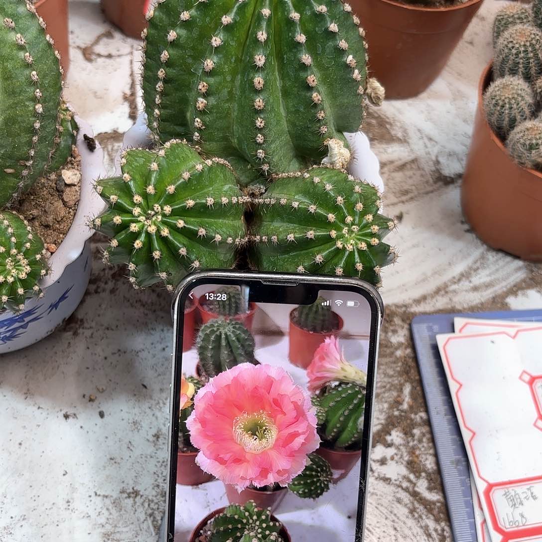 彩草青青36号大球