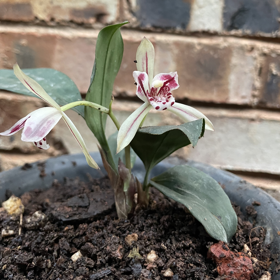 兔耳兰绿植盆栽自然种植好养活
