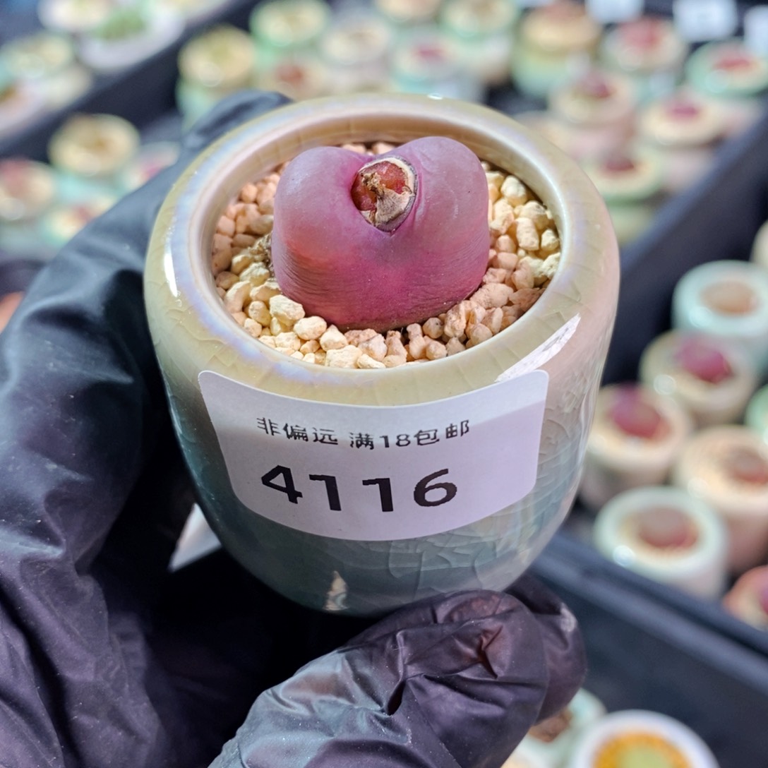 4116--一物一拍 带盆