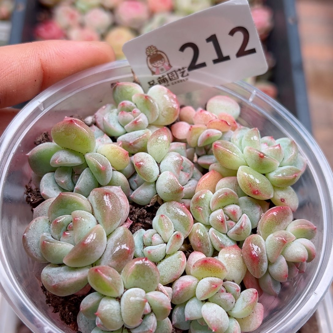 多肉植物多肉植物